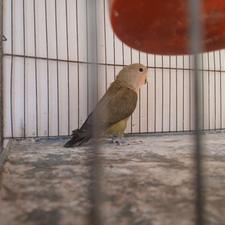 طوطی کوتوله برزیلی