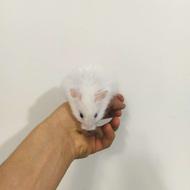 همستر آرام و خوشگل