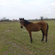 اسب نریان 8 ماه