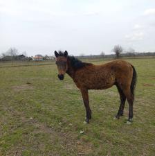 اسب نریان 8 ماه