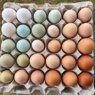 تخم مرغ نطفه دار اراکانا گلین مرندی گلپایگان و شانتکلر