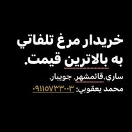 خریدار مرغ تلفاتی به بالا ترین قیمت.