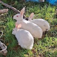 سه عدد خرگوش