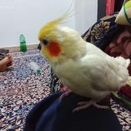 فروش عروس هلندی