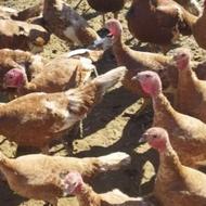 بهترین بوقلمون کیلوی فقط فقط400 هزار