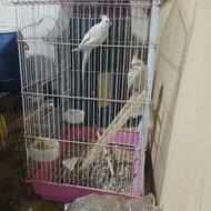 عروس هلندی جفت وصحبت کن