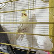 طوطی عروس رام