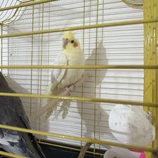 طوطی عروس رام