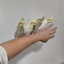 جوجه عروس 40 روزه