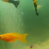 ماهی خوشگل جفت 50تومان