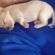 توله شیتزو پامرین واگذاری