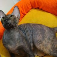 گربه اسفینکس ماده