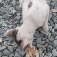 کد دعوت رو وارد کنmilli-q9eds