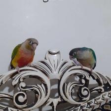 گرینچیک دستی