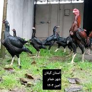 تخم مرغ لاری