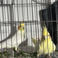 جفت عروس هلندی مولد