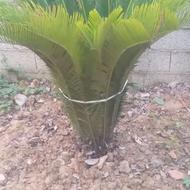 سیکاس 15 ساله