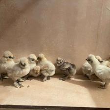 جوجه ابریشمی کوپال فول کیفیت