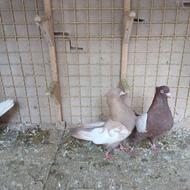 کفتر سینه زرد وسینه سرخ بی عیب