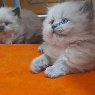 گربه هیمالین