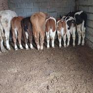 جوانه سمینتال تعداد ارم