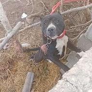 واگذاری سگ پیتبول 15 ماهه