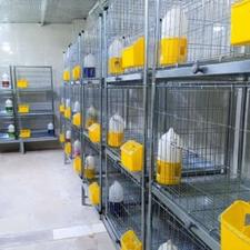 قفس کبوتر مرغ خرگوش سگ گربه...