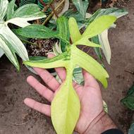 گل و گیاه نهال