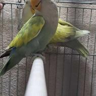 طوطی برزیلی آلبینو راهب ملنگو