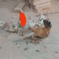 خروس جاپنیز پاه کوتاه ردمتلد