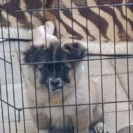 سگ پامر خرسی حرف گوش کن