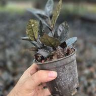 زاموفیلیا بلک