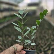 زاموفیلیا سبز