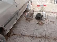 فروش مرغ وخروس در شیپور