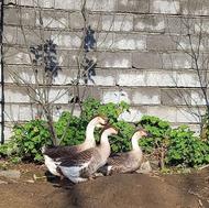 فروش تعدادی قو غاز و اردک اسرائیلی