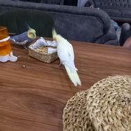 طوطی عروس بالغ خوش نژاد