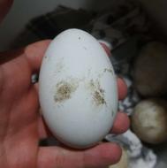 فروش تخم غاز نطفه دار 60 70 درصد