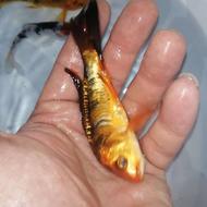 ماهی کوی دوست چرم