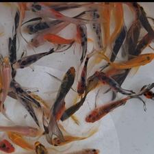 انواع ماهی کوی تو همه نژاد رنگ