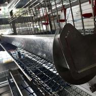 قفس تخمگذار بلدرچین در طبقات مختلف