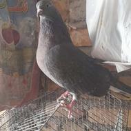 کفتر یا کبوتر پرشی