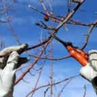 هرس انواع درختان میوه به صورت حرفه ای وعلمی