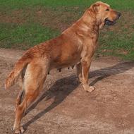 واگذاری سگ ماده افغان اصیل