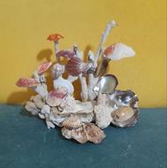 تندیس صدفی زیبا