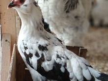 فروش تخم نطفه دار مرغ گلین لری با تضمین نطفه داری در شیپور