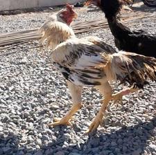 خروس صابونی دشتیاری