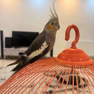 عروس هلندی ماده