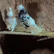 شازده هما سرور جفتی 800