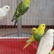 مرغ عشق دونه ای 200