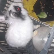 بچه خرگوش آروم و ادب